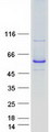 CYP2C8 Protein - Purified recombinant protein CYP2C8 was analyzed by SDS-PAGE gel and Coomassie Blue Staining