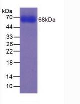 CYP2E1 Protein - Recombinant Cytochrome P450 2E1 By SDS-PAGE