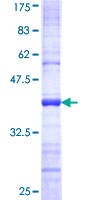 CYP2F / CYP2F1 Protein - 12.5% SDS-PAGE Stained with Coomassie Blue.