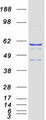 CYP2J2 Protein - Purified recombinant protein CYP2J2 was analyzed by SDS-PAGE gel and Coomassie Blue Staining