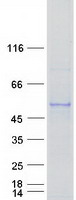 CYP2S1 Protein - Purified recombinant protein CYP2S1 was analyzed by SDS-PAGE gel and Coomassie Blue Staining