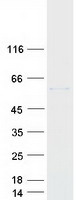CYP2W1 Protein - Purified recombinant protein CYP2W1 was analyzed by SDS-PAGE gel and Coomassie Blue Staining