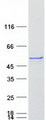 CYP3A4 / Cytochrome P450 3A4 Protein - Purified recombinant protein CYP3A4 was analyzed by SDS-PAGE gel and Coomassie Blue Staining