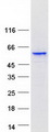CYP3A5 Protein - Purified recombinant protein CYP3A5 was analyzed by SDS-PAGE gel and Coomassie Blue Staining