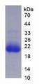 CYP3A7 Protein - Recombinant Cytochrome P450 3A7 By SDS-PAGE