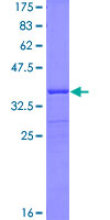 CYP46A1 / CYP46 Protein - 12.5% SDS-PAGE Stained with Coomassie Blue.