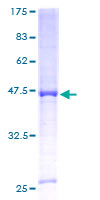 CYP4A11 Protein - 12.5% SDS-PAGE of human CYP4A11 stained with Coomassie Blue