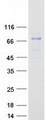 CYP4B1 Protein - Purified recombinant protein CYP4B1 was analyzed by SDS-PAGE gel and Coomassie Blue Staining