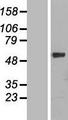 CYP4F11 Protein - Western validation with an anti-DDK antibody * L: Control HEK293 lysate R: Over-expression lysate
