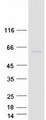 CYP4F11 Protein - Purified recombinant protein CYP4F11 was analyzed by SDS-PAGE gel and Coomassie Blue Staining