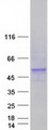 CYP4F22 Protein - Purified recombinant protein CYP4F22 was analyzed by SDS-PAGE gel and Coomassie Blue Staining