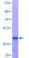 CYP4F3 Protein - 12.5% SDS-PAGE Stained with Coomassie Blue.