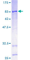 CYP4X1 Protein - 12.5% SDS-PAGE of human CYP4X1 stained with Coomassie Blue