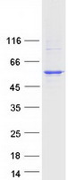 CYP4X1 Protein - Purified recombinant protein CYP4X1 was analyzed by SDS-PAGE gel and Coomassie Blue Staining