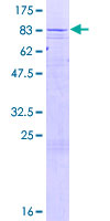 CYP4Z1 Protein - 12.5% SDS-PAGE of human CYP4Z1 stained with Coomassie Blue