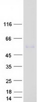 CYP4Z1 Protein - Purified recombinant protein CYP4Z1 was analyzed by SDS-PAGE gel and Coomassie Blue Staining