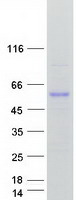 CYP51A1 / CYP51 Protein - Purified recombinant protein CYP51A1 was analyzed by SDS-PAGE gel and Coomassie Blue Staining