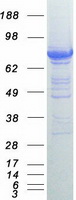 CYPOR / POR Protein - Purified recombinant protein POR was analyzed by SDS-PAGE gel and Coomassie Blue Staining