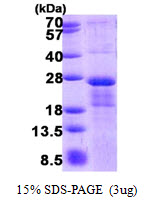 (CYREN) C7orf49 Protein