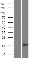 CYS1 Protein - Western validation with an anti-DDK antibody * L: Control HEK293 lysate R: Over-expression lysate