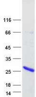 CYSRT1 / C9orf169 Protein - Purified recombinant protein CYSRT1 was analyzed by SDS-PAGE gel and Coomassie Blue Staining