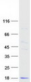 Cystatin SA / CST2 Protein - Purified recombinant protein CST2 was analyzed by SDS-PAGE gel and Coomassie Blue Staining
