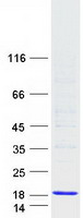 CYSTM1 / C5orf32 Protein - Purified recombinant protein CYSTM1 was analyzed by SDS-PAGE gel and Coomassie Blue Staining