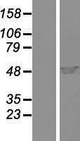 CYTH1 / Cytohesin-1 Protein - Western validation with an anti-DDK antibody * L: Control HEK293 lysate R: Over-expression lysate