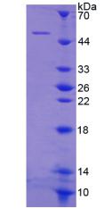 CYTH1 / Cytohesin-1 Protein - Recombinant  Cytohesin 1 By SDS-PAGE