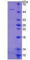 CYTH1 / Cytohesin-1 Protein - Recombinant  Cytohesin 1 By SDS-PAGE