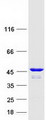 CYTH1 / Cytohesin-1 Protein - Purified recombinant protein CYTH1 was analyzed by SDS-PAGE gel and Coomassie Blue Staining
