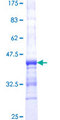 CYTH2 / Cytohesin 2 Protein - 12.5% SDS-PAGE Stained with Coomassie Blue.