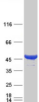 CYTH2 / Cytohesin 2 Protein - Purified recombinant protein CYTH2 was analyzed by SDS-PAGE gel and Coomassie Blue Staining