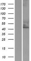 CYTH3 / GRP1 Protein - Western validation with an anti-DDK antibody * L: Control HEK293 lysate R: Over-expression lysate