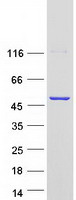 CYTH3 / GRP1 Protein - Purified recombinant protein CYTH3 was analyzed by SDS-PAGE gel and Coomassie Blue Staining