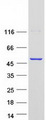 CYTH3 / GRP1 Protein - Purified recombinant protein CYTH3 was analyzed by SDS-PAGE gel and Coomassie Blue Staining