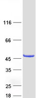 CYTH4 / PSCD4 Protein - Purified recombinant protein CYTH4 was analyzed by SDS-PAGE gel and Coomassie Blue Staining