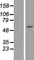 Cytochrome P450 2R1 / CYP2R1 Protein - Western validation with an anti-DDK antibody * L: Control HEK293 lysate R: Over-expression lysate