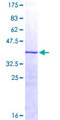 D-Binding Protein / DBP Protein - 12.5% SDS-PAGE Stained with Coomassie Blue.