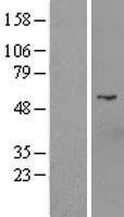 D2HGDH Protein - Western validation with an anti-DDK antibody * L: Control HEK293 lysate R: Over-expression lysate