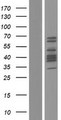 DACH2 Protein - Western validation with an anti-DDK antibody * L: Control HEK293 lysate R: Over-expression lysate