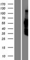 DACH2 Protein - Western validation with an anti-DDK antibody * L: Control HEK293 lysate R: Over-expression lysate