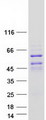 DACH2 Protein - Purified recombinant protein DACH2 was analyzed by SDS-PAGE gel and Coomassie Blue Staining