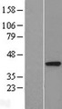DALRD3 Protein - Western validation with an anti-DDK antibody * L: Control HEK293 lysate R: Over-expression lysate