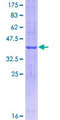 DAO / D Amino Acid Oxidase Protein - 12.5% SDS-PAGE Stained with Coomassie Blue.