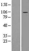 DAP-5 / EIF4G2 Protein - Western validation with an anti-DDK antibody * L: Control HEK293 lysate R: Over-expression lysate