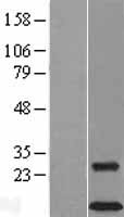 DAP12 Protein - Western validation with an anti-DDK antibody * L: Control HEK293 lysate R: Over-expression lysate
