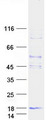 DAP12 Protein - Purified recombinant protein TYROBP was analyzed by SDS-PAGE gel and Coomassie Blue Staining