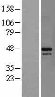 DAP3 Protein - Western validation with an anti-DDK antibody * L: Control HEK293 lysate R: Over-expression lysate