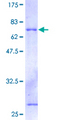 DAP3 Protein - 12.5% SDS-PAGE of human DAP3 stained with Coomassie Blue
